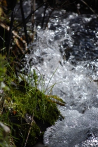 Mountain Stream in South Fork Canyon