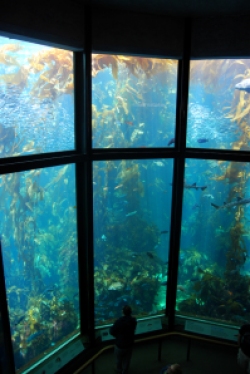 Monterey Bay Aquarium (127)