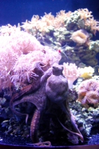 Monterey Bay Aquarium (51)
