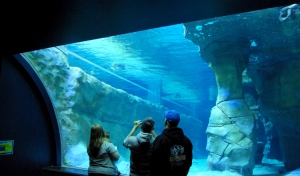 Aug 2014 Living Planet Aquarium (21)