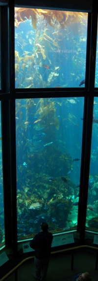 monterey-bay-aquarium-127